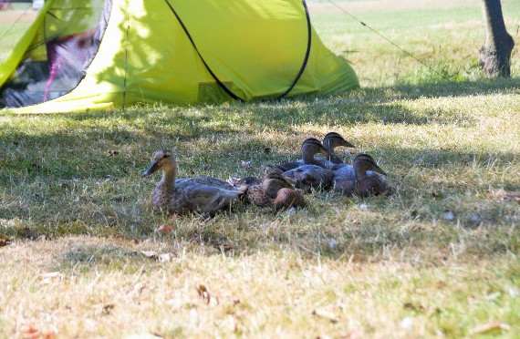 Zelten auf dem Bauernhof